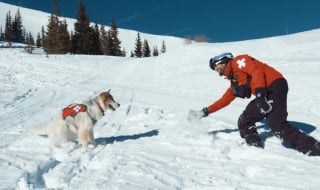 Illustration de l'article : Tali, une chienne de sauvetage courageuse, qui vole au secours des skieurs pris dans des avalanches (vidéo)