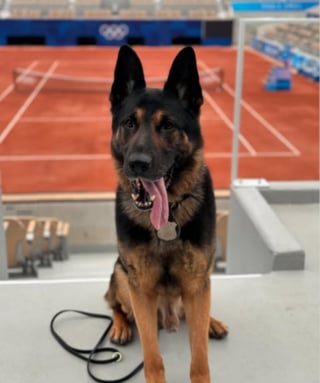 Illustration de l'article : Hommages posthumes émouvants pour Gunner, un chien policier ayant participé à sécuriser les Jeux Olympiques de Paris 2024