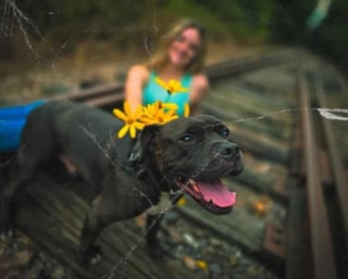 Illustration de l'article : Pour sauver son chien atteint d'un cancer, une adolescente récolte des fonds en confectionnant des gâteaux