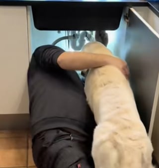 Illustration de l'article : Ravi d’accueillir un plombier chez lui, un Golden Retriever tient absolument à lui apporter son aide (vidéo)