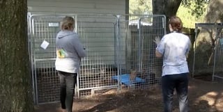 Illustration de l'article : Un refuge doit faire face à l’arrivée de 60 chiens laissés dans une maison au moment du décès de leur propriétaire (vidéo)