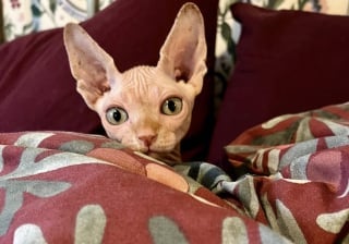 Illustration de l'article : Dernier survivant d’un élevage négligent, Dobby, un chat Sphynx, lutte pour sa survie dans un refuge