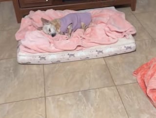 Illustration de l'article : 2 Chihuahuas réquisitionnent tous les lits de leur maison, forçant leur ami Labrador à dormir sur une peluche (vidéo) 