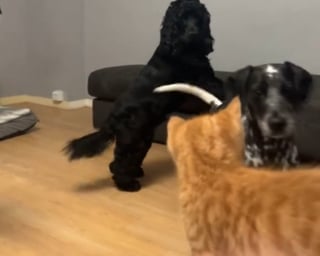 Illustration de l'article : Face à trois chiens imposants, un minuscule chaton s’impose en chef de meute et les mène à la baguette (vidéo)