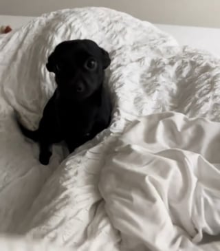 Illustration de l'article : L'attitude adorable d'un chien suppliant sa maîtresse de rester au lit après avoir été à son chevet pendant une semaine (vidéo)