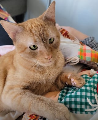 Illustration de l'article : Atteint de strabisme, ce chat abandonné garde l’espoir de trouver enfin la famille qui saura l’aimer tel qu’il est