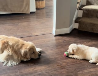 Illustration de l'article : Ce Golden Retriever est si heureux d'avoir une petite soeur qu'il lui offre ce qu'il a de plus précieux (vidéo)