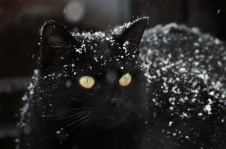 Illustration de l'article : 8 faits intéressants à connaître sur les chats noirs