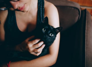 Illustration de l'article : 8 faits intéressants à connaître sur les chats noirs