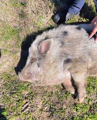 Illustration de l'article : Une chienne aveugle et son amie truie prennent la fuite et sont retrouvées le long d’une autoroute