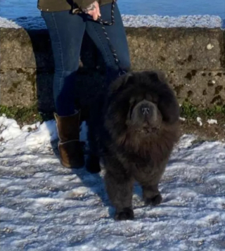 Illustration de l'article : Sauvé après avoir été traîné par une voiture, une famille lance une cagnotte pour son chien ayant besoin d'une opération coûteuse