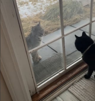 Illustration de l'article : Un chat captivé par un lointain cousin sauvage s'étant invité dans son jardin insiste pour que son humain vienne profiter du spectacle (vidéo)