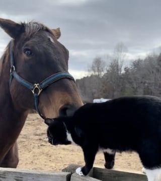 Illustration de l'article : Un cheval aveugle et un chat cohabitant dans la même propriété nouent une relation attendrissante (vidéo)