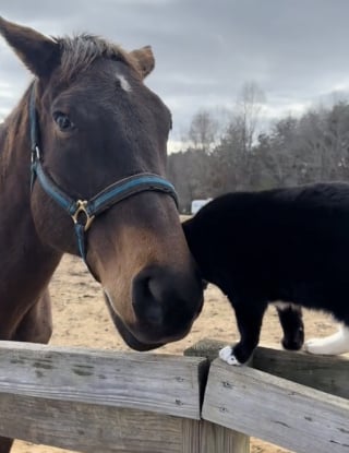 Illustration de l'article : Un cheval aveugle et un chat cohabitant dans la même propriété nouent une relation attendrissante (vidéo)