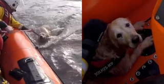 Illustration de l'article : Un chien apeuré saute de la voiture et se retrouve en pleine mer où il risque la noyade jusqu'à l'arrivée des secours (vidéo)