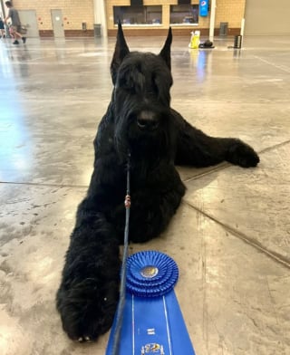 Illustration de l'article : Ce chien est entré dans l'histoire en devenant le premier de sa race à remporter la récompense suprême au Westminster Dog Show