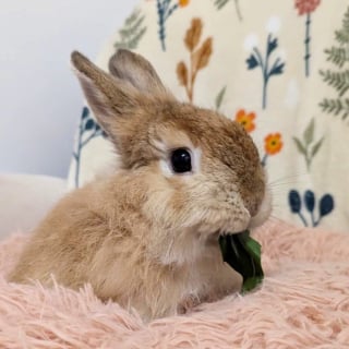 Illustration de l'article : Recueilli alors qu’il errait dans la rue, cet adorable lapin se lie d’amitié avec les nombreux chats de sa famille d’accueil