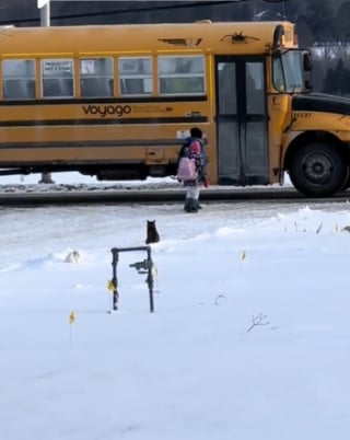 Illustration de l'article : Chaque jour, ce chat accompagne ses jeunes humains au bus scolaire et attend qu’ils montent (vidéo) 