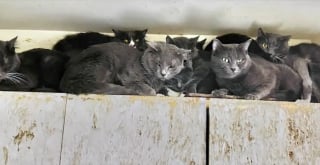 Illustration de l'article : Une association vole au secours de 23 chats affamés et déshydratés dans une maison abandonnée