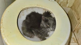 Illustration de l'article : Une association vole au secours de 23 chats affamés et déshydratés dans une maison abandonnée