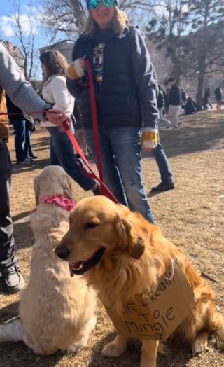 Illustration de l'article : Une marée de joyeux Golden Retrievers inonde les rues de cette ville qui porte leur nom lors d'un événement annuel (vidéo)