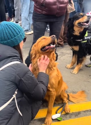 Illustration de l'article : Une marée de joyeux Golden Retrievers inonde les rues de cette ville qui porte leur nom lors d'un événement annuel (vidéo)