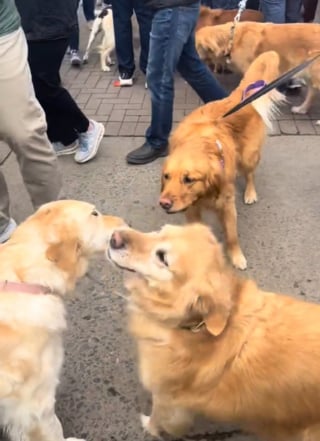 Illustration de l'article : Une marée de joyeux Golden Retrievers inonde les rues de cette ville qui porte leur nom lors d'un événement annuel (vidéo)