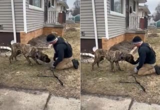 Illustration de l'article : Un chien exposé au froid glacial et au danger sur une remorque tractée à pleine vitesse interpelle un automobiliste qui prévient les autorités