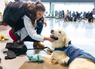 Illustration de l'article : Dans cet aéroport, un Golden Retriever met son pouvoir apaisant au service des voyageurs stressés à l'idée de prendre l'avion 