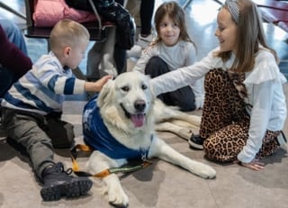 Illustration de l'article : Dans cet aéroport, un Golden Retriever met son pouvoir apaisant au service des voyageurs stressés à l'idée de prendre l'avion 