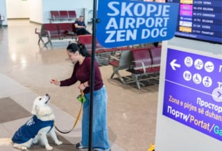 Illustration de l'article : Dans cet aéroport, un Golden Retriever met son pouvoir apaisant au service des voyageurs stressés à l'idée de prendre l'avion 