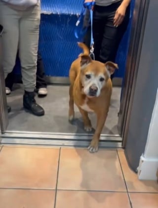 Illustration de l'article : Un chien sénior attendant sa chance depuis près de 5 ans quitte enfin le refuge par la grande porte aux côtés de sa famille pour toujours (vidéo)