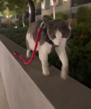 Illustration de l'article : Un chaton grimpe sur le dos d'un chien promené par son maître qui comprend qu'il vient de trouver un ami pour la vie (vidéo)