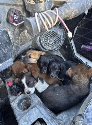 Illustration de l'article : Des chiots abandonnés loin de tout voient passer un couple en buggy et saisissent cette opportunité unique de changer de vie