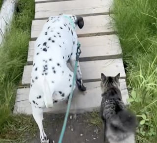 Illustration de l'article : Alors qu’ils ne devaient vivre ensemble que pour un temps, un Dalmatien et un chat nouent un lien indéfectible et émouvant (vidéo)