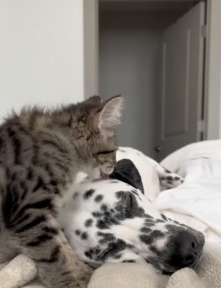 Illustration de l'article : Alors qu’ils ne devaient vivre ensemble que pour un temps, un Dalmatien et un chat nouent un lien indéfectible et émouvant (vidéo)