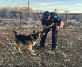 Illustration de l'article : Du refuge à la police, la trajectoire atypique et inspirante d'un chien prêt à sauver des vies après la transformation de la sienne