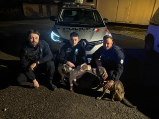 Illustration de l'article : 2 chiens et un chat négligés et affamés sont sauvés par des policiers qui intervenaient sur un autre mission