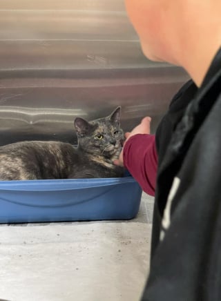 Illustration de l'article : Une chatte enceinte abandonnée devant un refuge se retourne désespérément dans son sac de transport avant sa découverte et son sauvetage