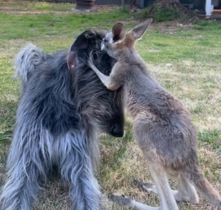 Illustration de l'article : Une chienne se prend d'affection pour un bébé kangourou et s'en occupe comme si elle l'avait mis au monde