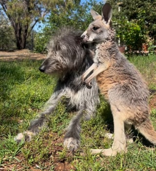 Illustration de l'article : Une chienne se prend d'affection pour un bébé kangourou et s'en occupe comme si elle l'avait mis au monde