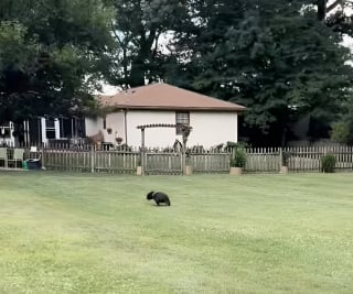 Illustration de l'article : Une bénévole pleine d'amour pour les animaux a loué un terrain dans le seul but d'offrir l'opportunité à un chien de refuge de se dépenser autant qu’il le souhaite (vidéo)