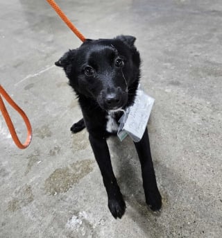 Illustration de l'article : Une chienne abandonnée sur un parking avec une note attachée à son collier est recueillie par un refuge qui a également un message pour son maître