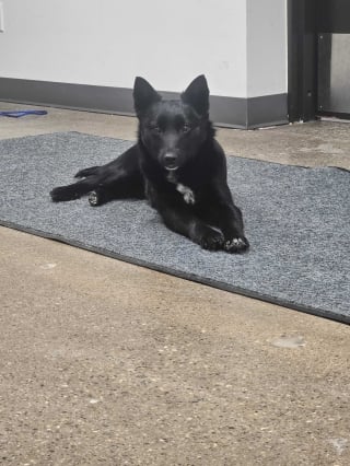 Illustration de l'article : Une chienne abandonnée sur un parking avec une note attachée à son collier est recueillie par un refuge qui a également un message pour son maître