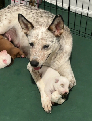 Illustration de l'article : Secourue d’un parc enneigé avec ses chiots, une chienne découvre enfin la chaleur d’un foyer