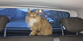 Illustration de l'article : Une chatte vagabonde s'offre un tour à bord d'une voiture de police avant d'être ramenée chez sa maîtresse incrédule