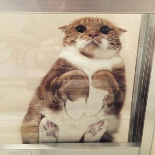 Illustration de l'article : 20 photos hilarantes de chats pris en photo à travers du verre