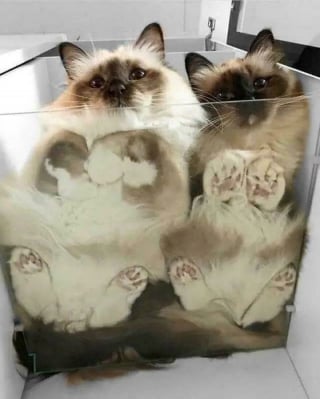 Illustration de l'article : 20 photos hilarantes de chats pris en photo à travers du verre