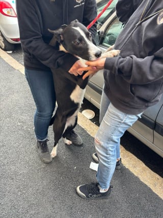 Illustration de l'article : Un chien enfermé dans un appartement abandonné et insalubre retrouve l'espoir après l'intervention de la SPA et de la police municipale