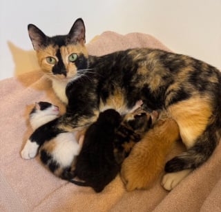 Illustration de l'article : Trouvée errante alors qu'elle vient de donner naissance à 4 chatons, cette jolie chatte se voit offrir une seconde chance dans la vie